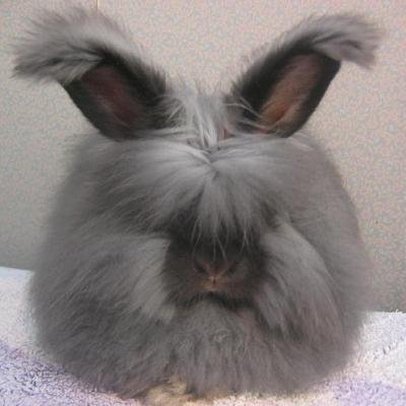 wild angora rabbit