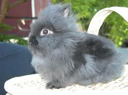 miniature lionhead rabbit