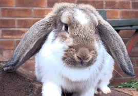 new zealand lop